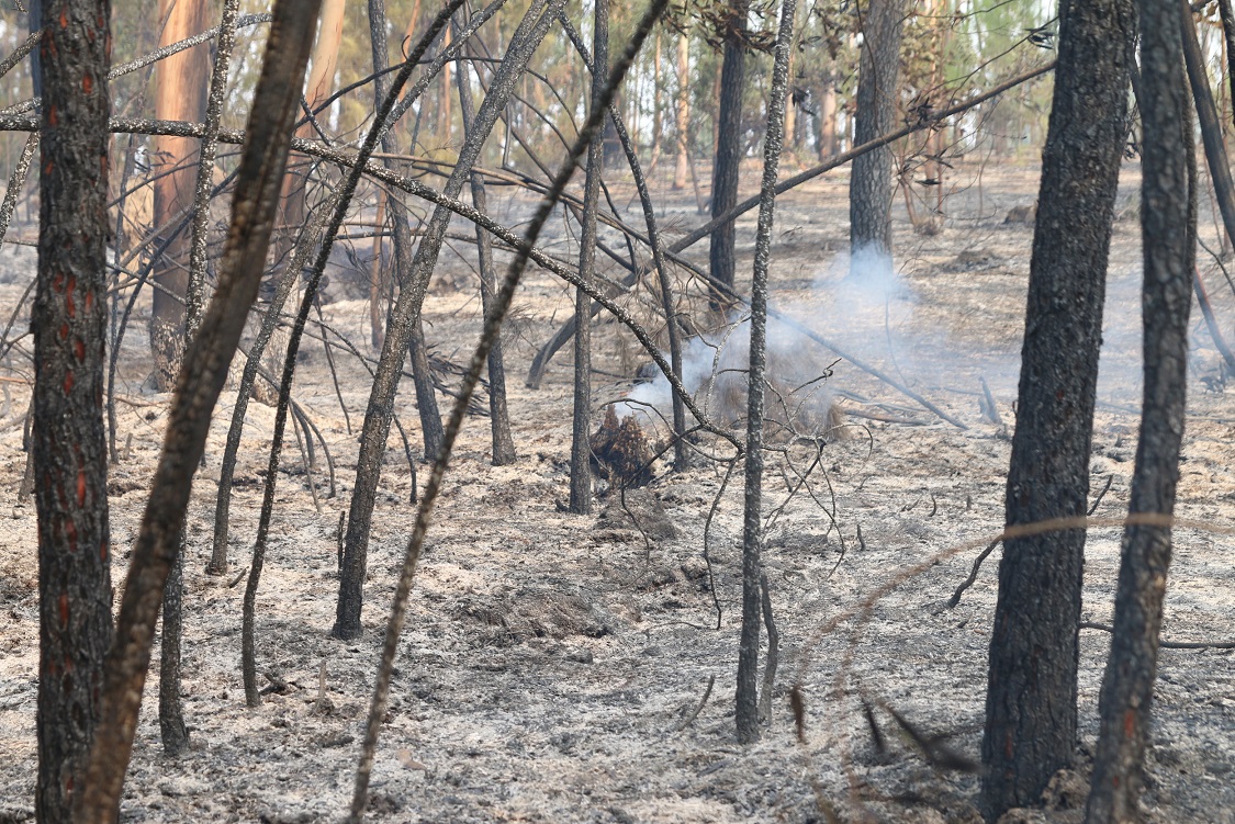 CELPA promove formação sobre limpeza da floresta.