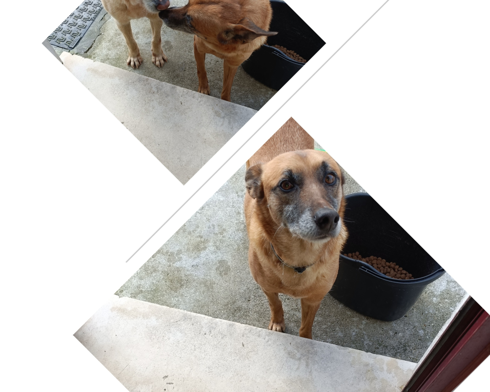 Nero E Dobby no recreio
