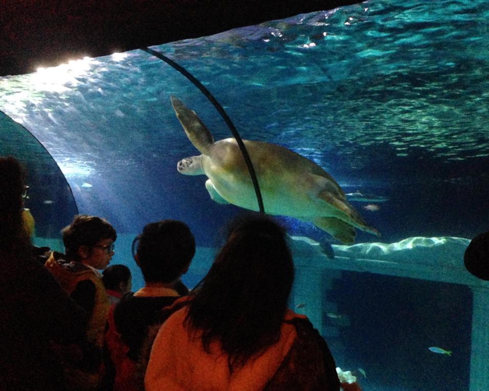 Jovens de Ílhavo visitaram o World of Discoveries e SeaLife no Porto.