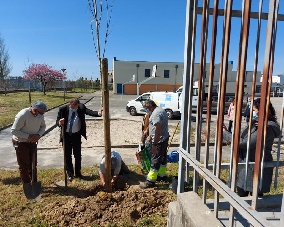 120 novas árvores plantadas na zona da EB 2,3 de São Bernardo.