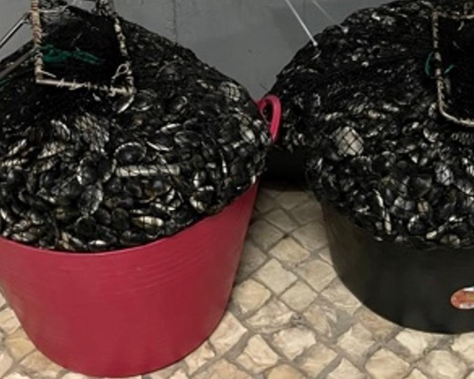 GNR da Gafanha da Nazaré: Apreensão de 104 quilos de bivalves. GNR da Gafanha da Nazaré: Apreensão de 104 quilos de bivalves.