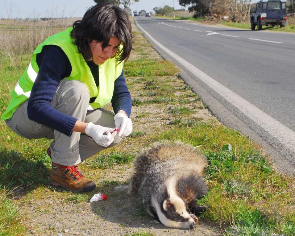 UA: Estradas ameaçam milhões de aves e mamíferos na Europa.