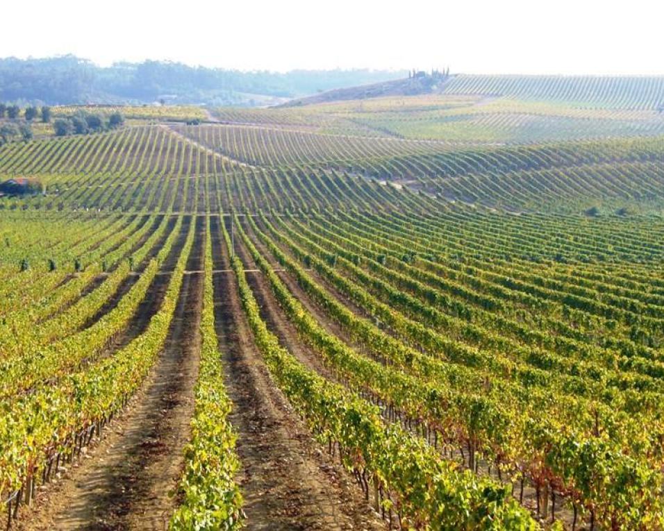 Bairrada tem o ‘Melhor Espumante’ do ‘Concurso Vinhos de Portugal 2019’.