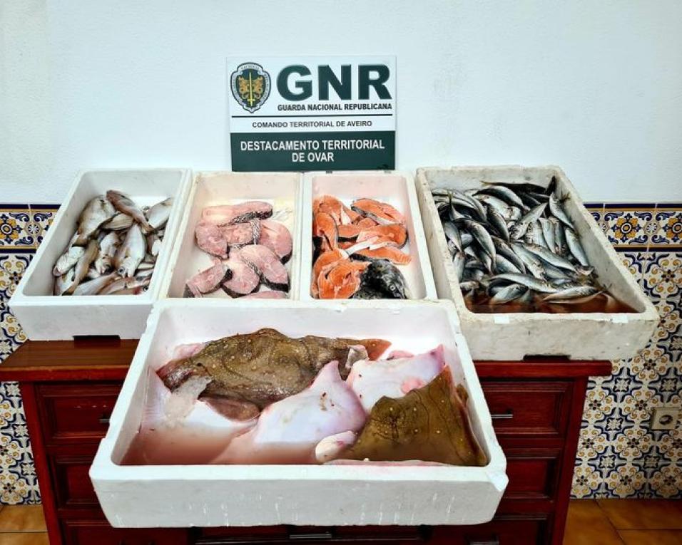 GNR de Ovar: Apreensão de 22 quilos de peixe impróprio para consumo. GNR de Ovar: Apreensão de 22 quilos de peixe impróprio para consumo.