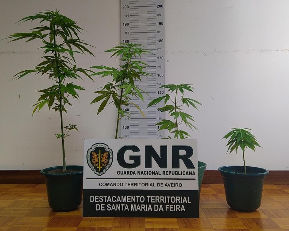 GNR de Santa Maria da Feira: Detido por tráfico de estupefacientes.