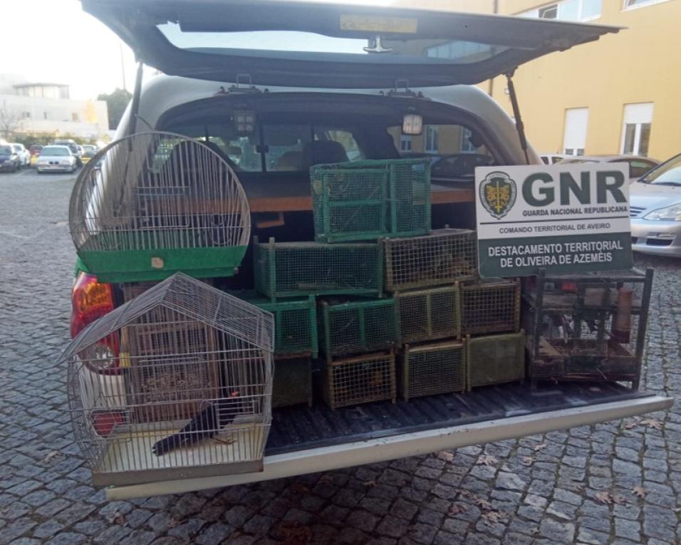 GNR: Apreensão de armadilhas para caça ilegal.