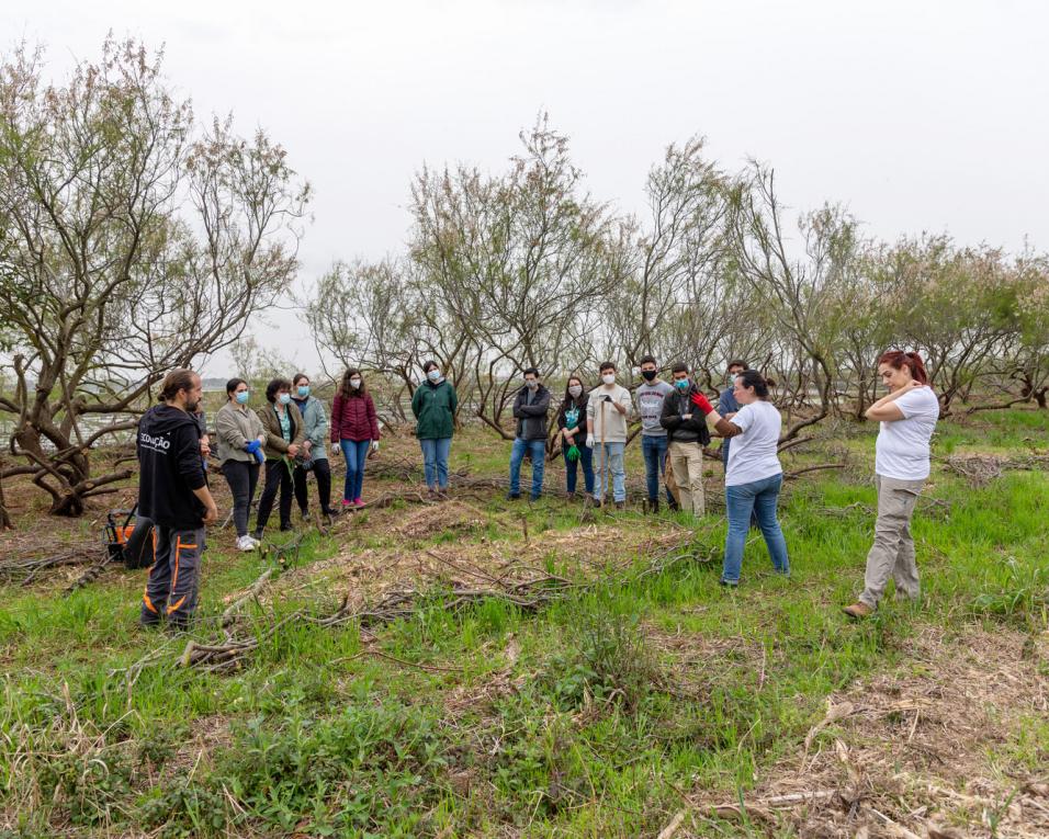 UA: Restaurar a vegetação natural das marinhas e combater a erva-das-pampas.é objectivo com trabalho a decorrer.