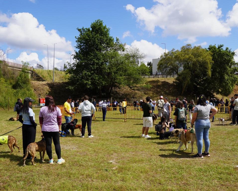animais