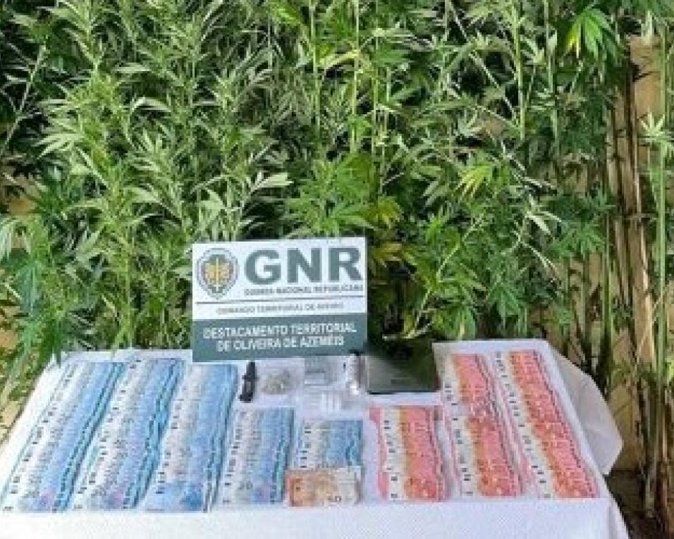 GNR: Homem detido por tráfico de drogas com mais de 10 mil euros em casa.