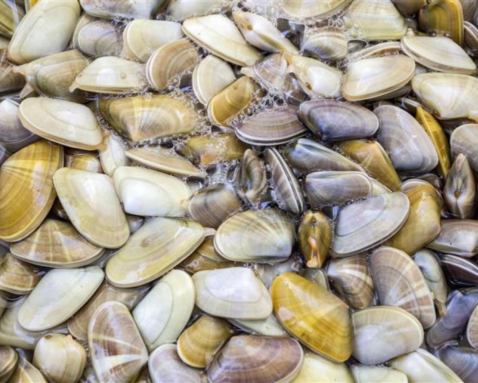 Pescadores da ria dizem que venda de bivalves em leilão dá futuro à pesca.