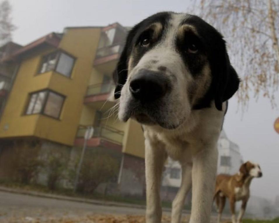 Aveiro: Autarquia apresenta pilares de campanha Animais de companhia.