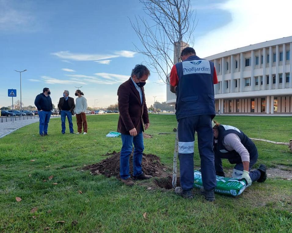 UA: 10 árvores de grande porte plantadas esta tarde no campus universitário.