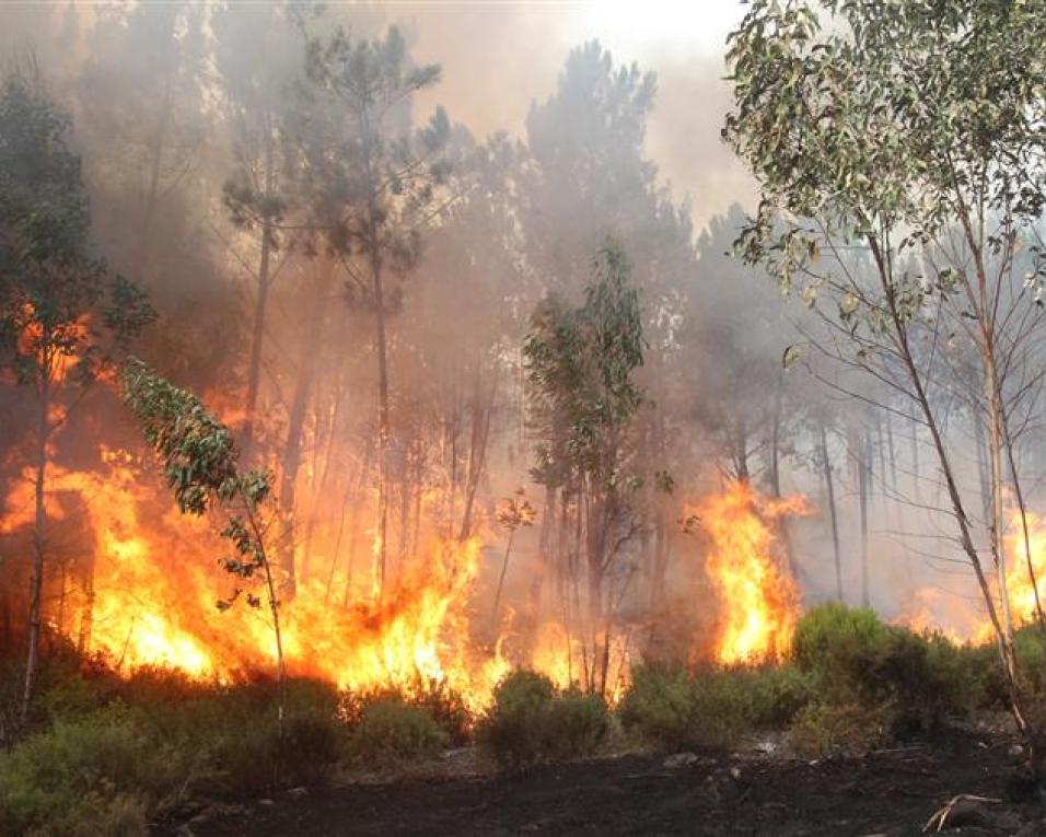 Permanece activo o fogo florestal em Vale de Cambra.