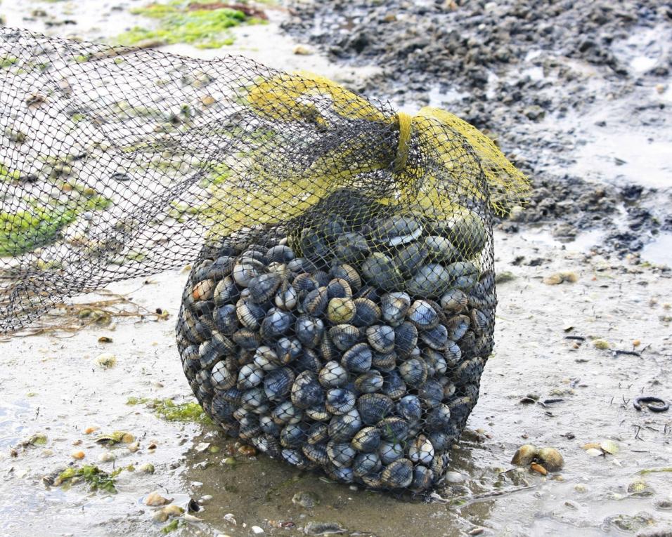 Descobrir soluções para conservar o ameaçado berbigão na costa atlântica.