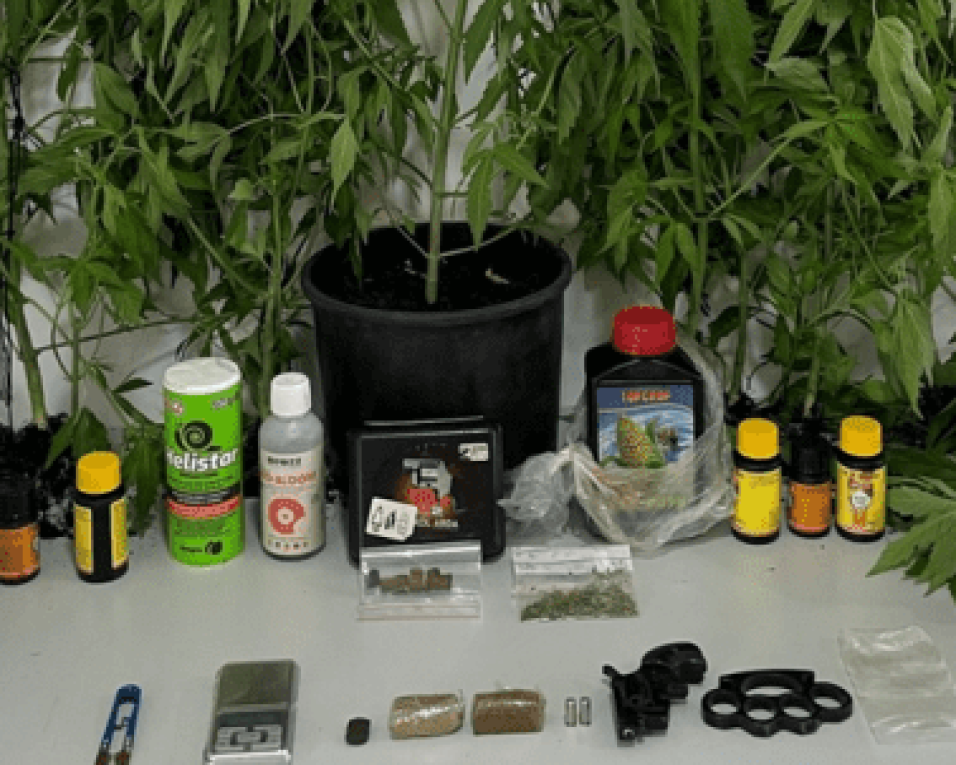 GNR: Homem detido por suspeita de cultivar produtos estupefacientes. GNR: Homem detido por suspeita de cultivar produtos estupefacientes.