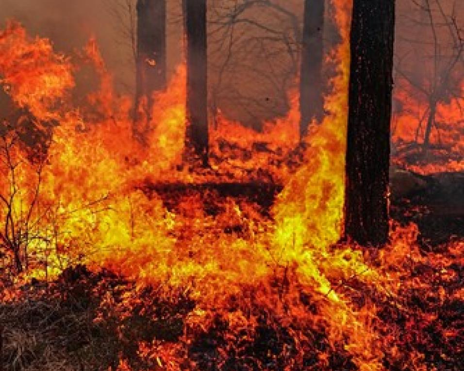 Incêndios florestais estão a 'moldar' o dia. Mais de 700 operacionais lutam contra o fogo na região.