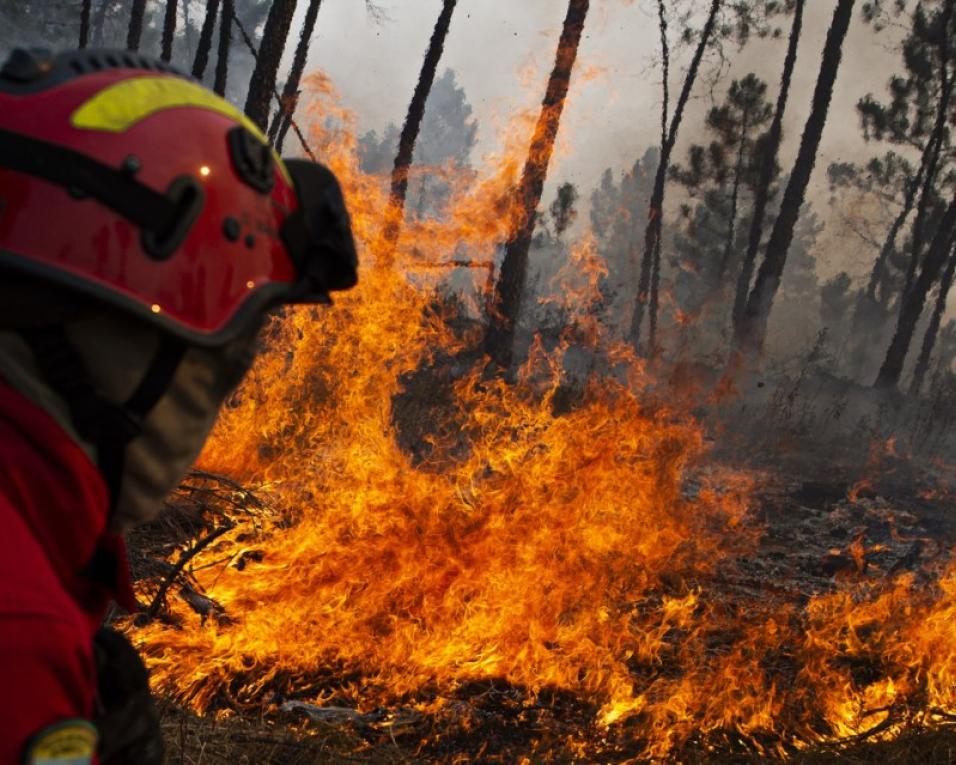 Fogo florestal activo na Branca.