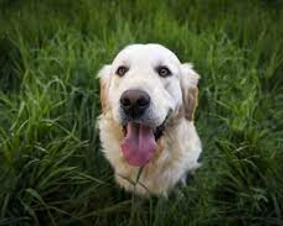 Município de Albergaria-a-Velha vai construir Centro de Recolha Oficial de Animais de Companhia. Município de Albergaria-a-Velha vai construir Centro de Recolha Oficial de Animais de Companhia.