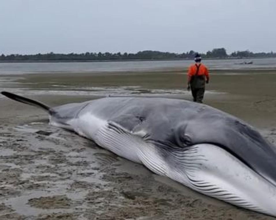 Autoridades tentam salvar baleia encalhada em São Jacinto.