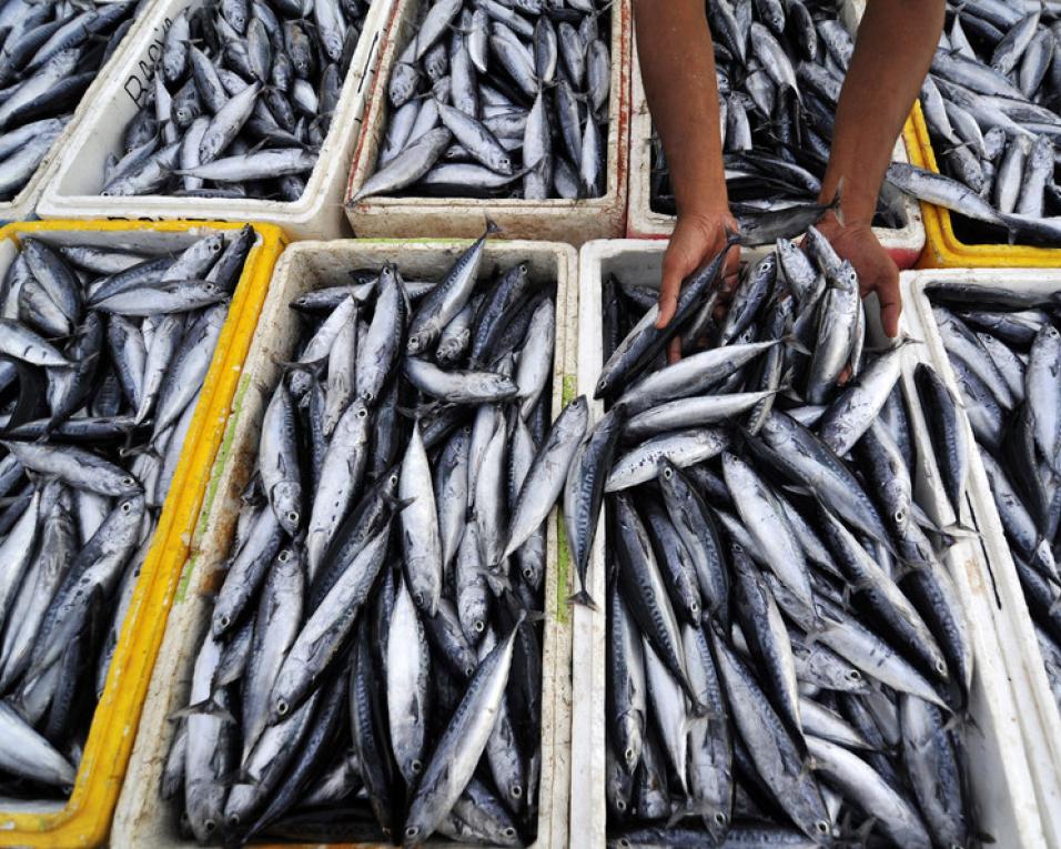 Novos limites sobre captura diária de sardinha entraram em vigor esta segunda-feira.