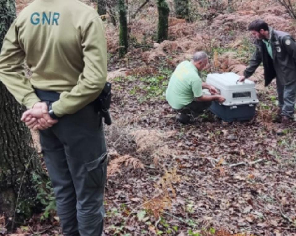 GNR de Águeda: Restituição de texugo ao habitat natural.