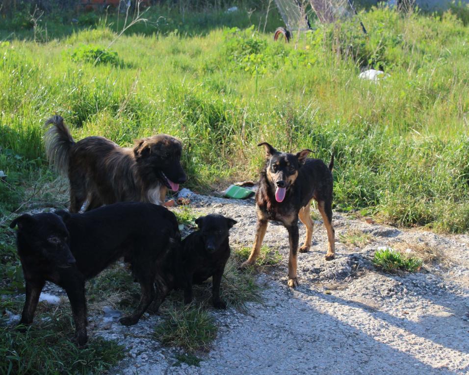 PS de Ílhavo exige que Câmara actue no controlo de matilhas de cães errantes.