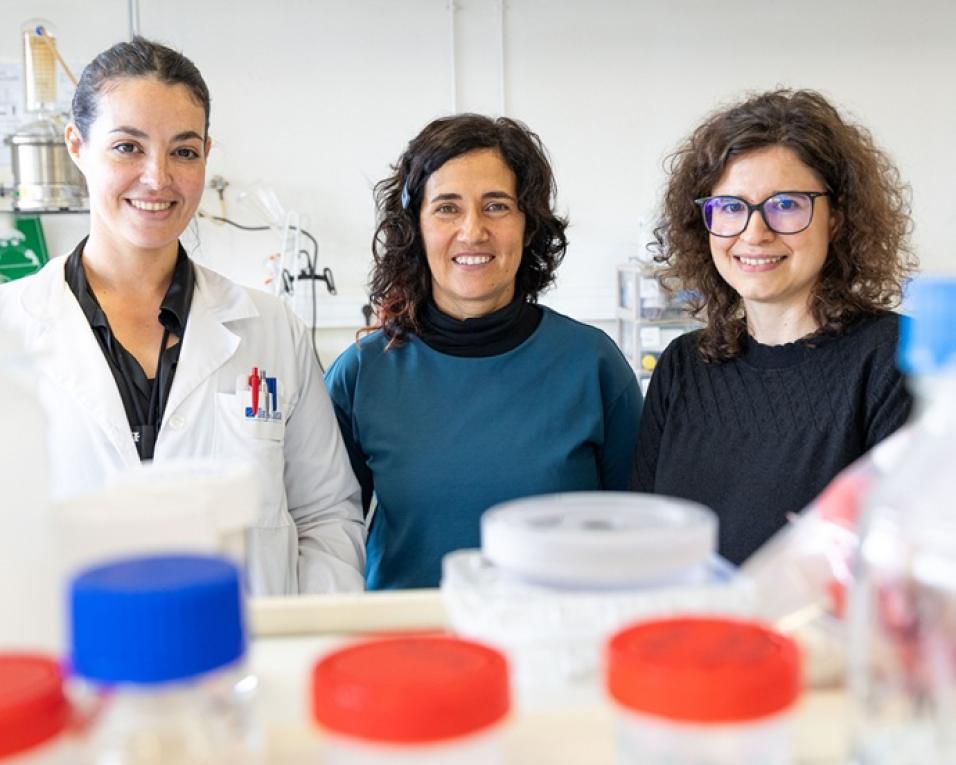 Casca de cebola dá origem a bioplásticos mais resistentes e sustentáveis.