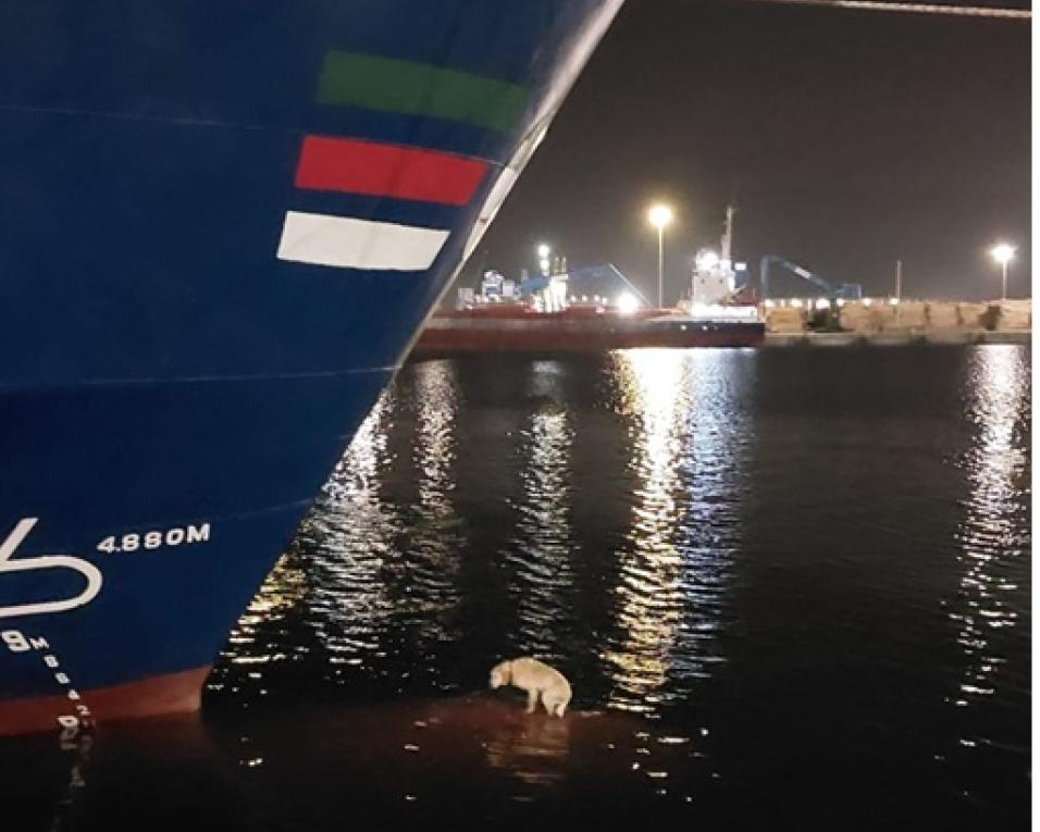 policia maritima resgate cao em quebra gelo de navio no porto de aveiro