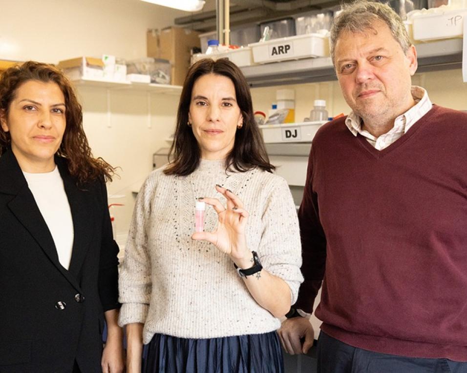 Novo método para obter micropartículas à base de proteínas do sangue humano  Novo método para obter micropartículas à base de proteínas do sangue humano