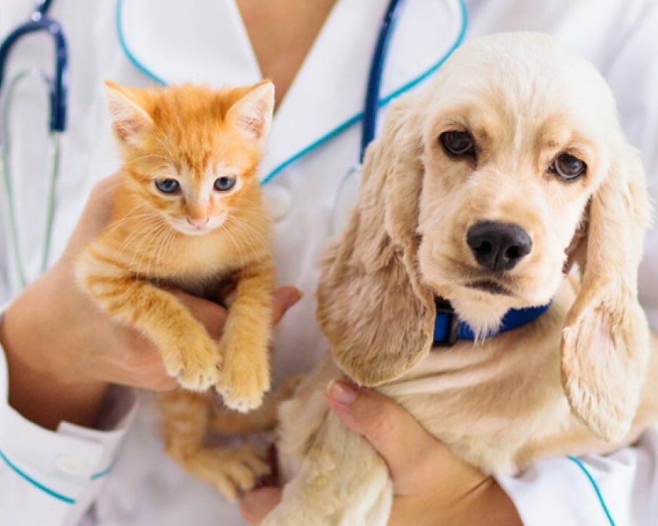 Município de Ílhavo lança programa de apoio à esterilização de animais de companhia