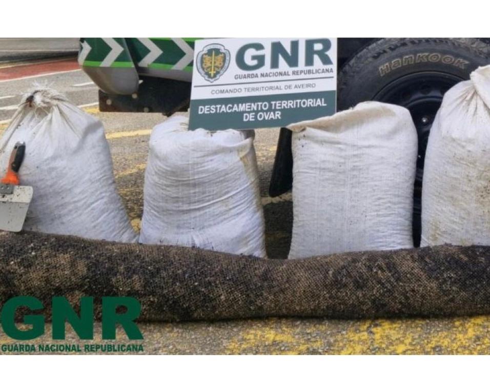 GNR identifica mariscadores por captura ilegal de bivalves