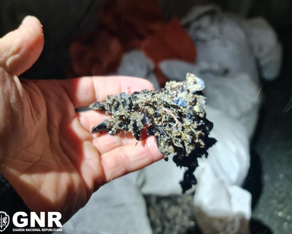 GNR identificou tres pessoas por caputa de mexilhao