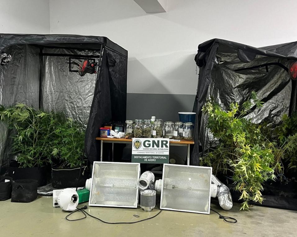 gnr deteve na gafanha jovem pelo cultivo de canabis