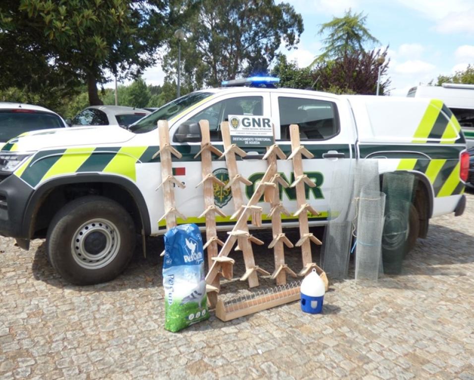 SEPNA identifica homem por furto de pombos correio avaliados em 100 mil euros.
