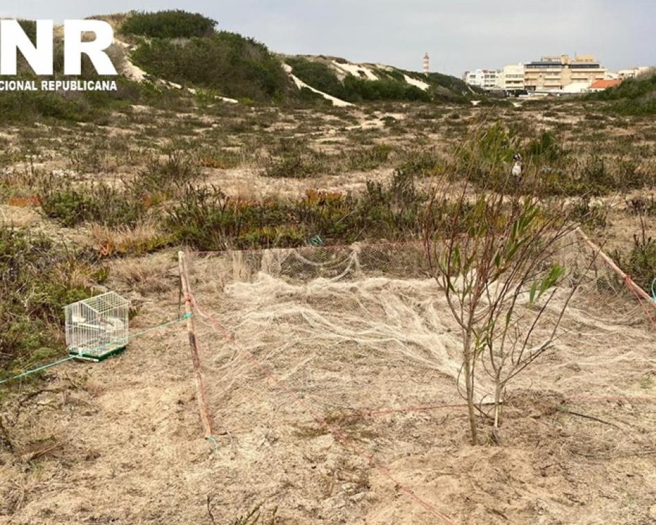 homem detido na caça aos pintassilgos