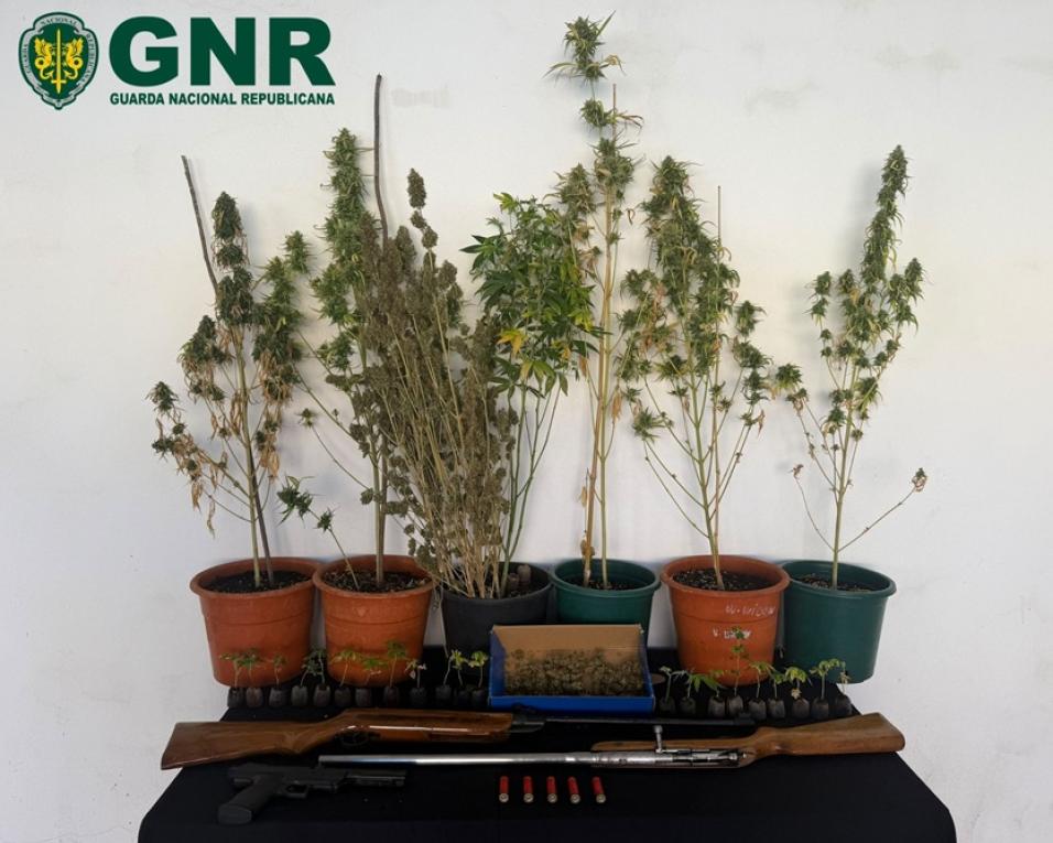 GNR deteve suspeito de cultivo de plantas de cannabis e posse ilegal de armas.