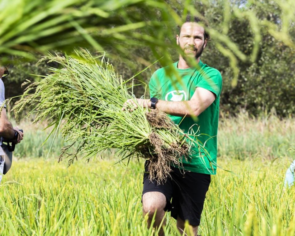 colheita do arroz regressa ao baixo vouga