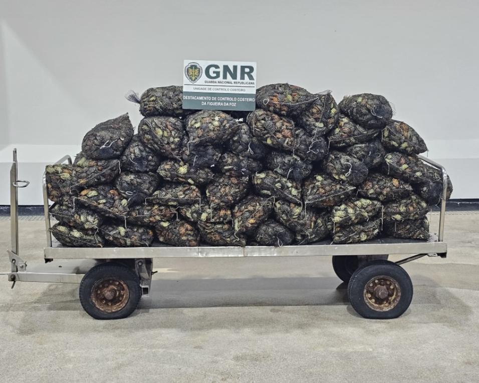 Unidade de Controlo Costeiro apreende bivalves na torreira