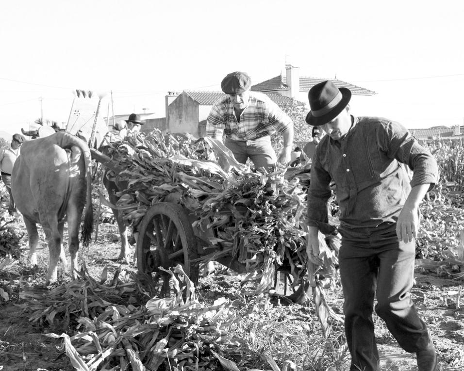 Murtosa: Jogos florais com edição dedicada à agricultura.