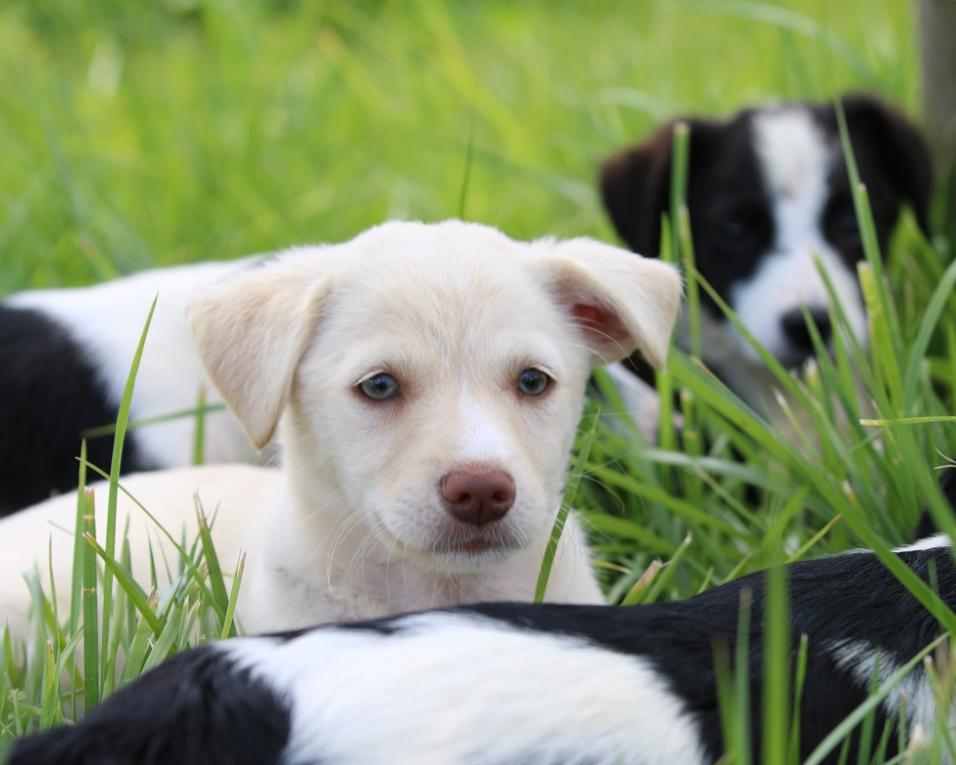 Câmara de Oliveira do Bairro promove acções de vacinação para animais de companhia.