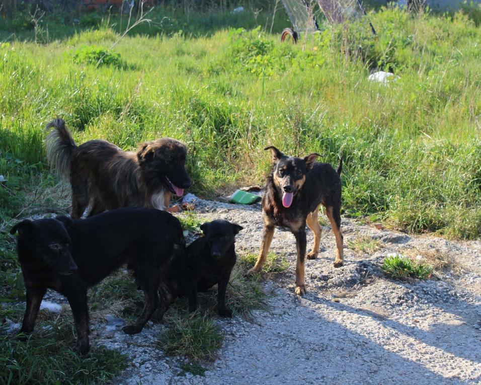 Gafanha da Nazaré: PS alerta para caso de saúde pública com animais errantes.