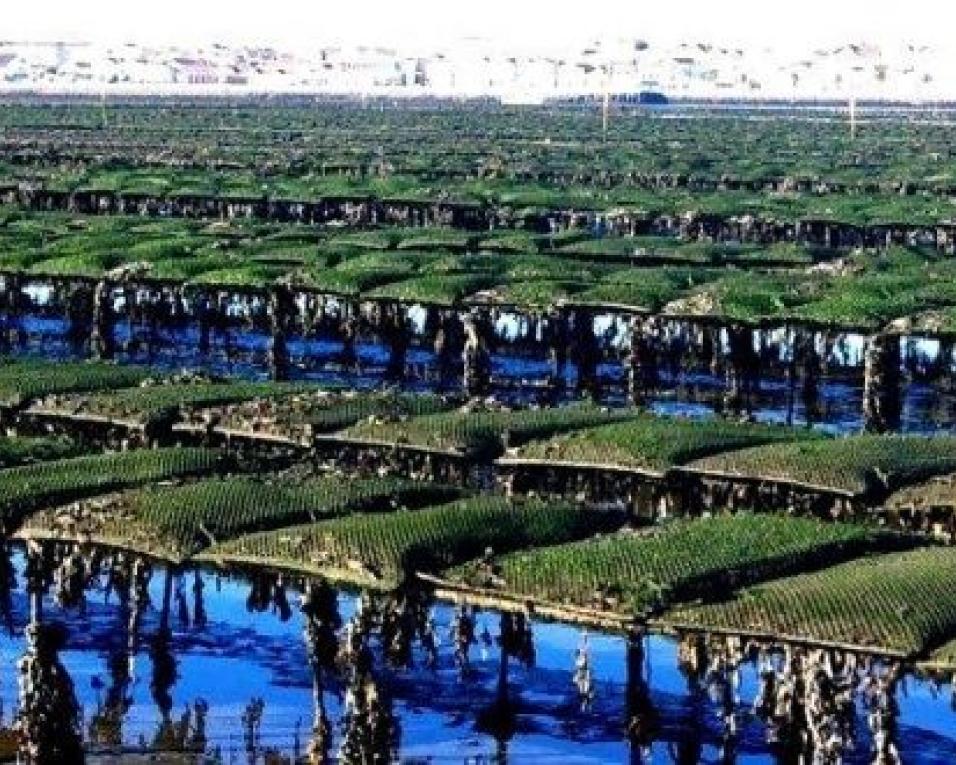 Apoio científico à criação de bivalves quer dar sustentabilidade aos projetos económicos.