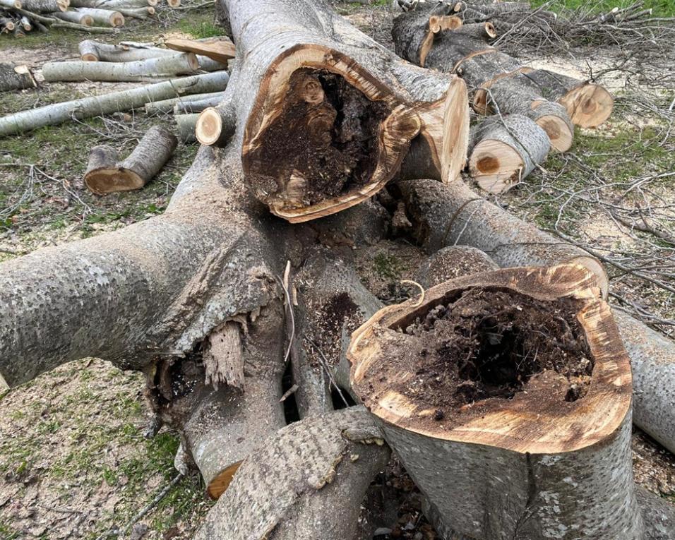 camara de agueda remove arvores em risco de queda
