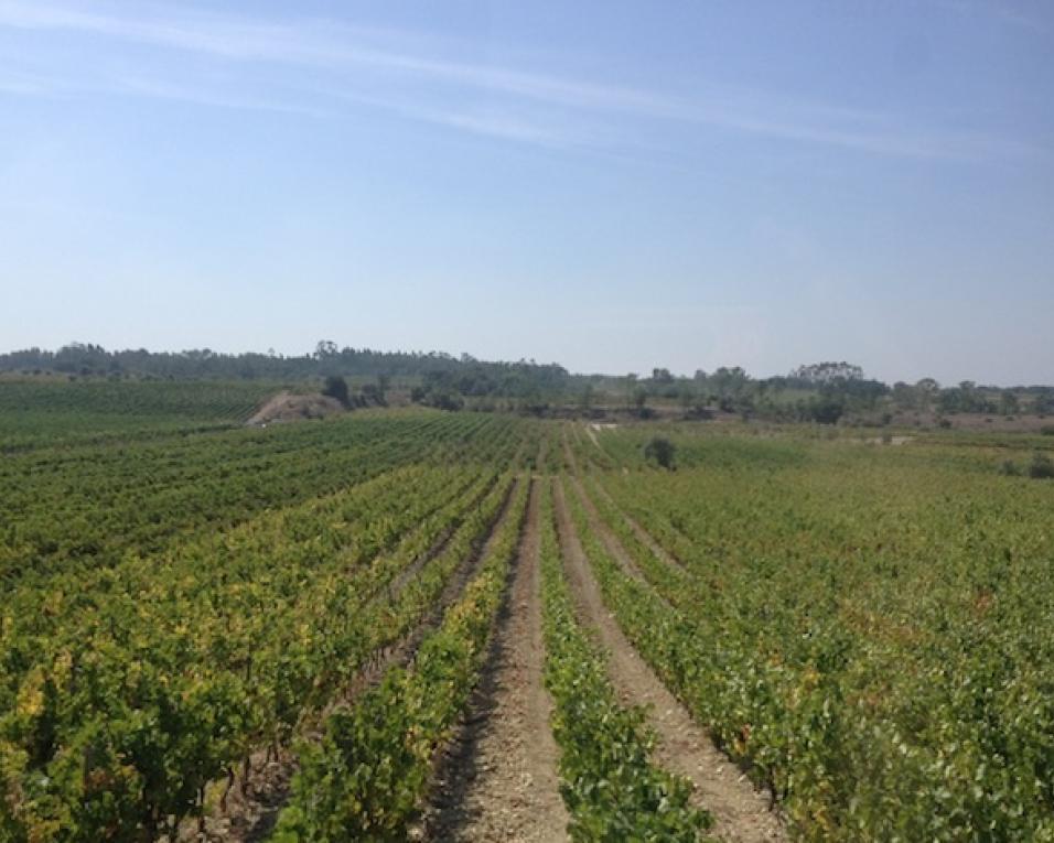 Bairrada promove espumantes e vinhos em concurso de sommeliers na Bélgica.