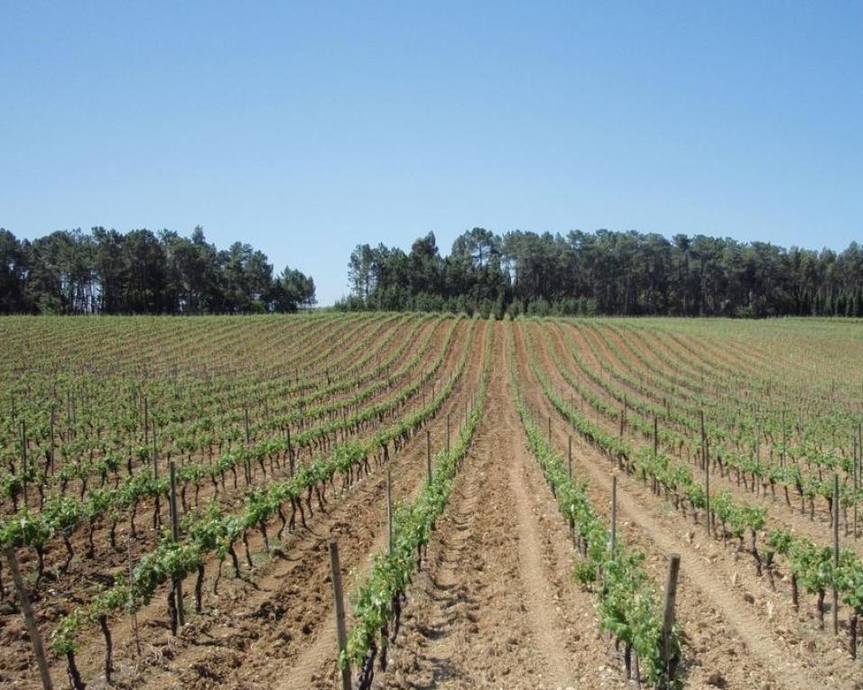 Bairrada marca presença na Feira Internacional de Enoturismo em Valladolid.