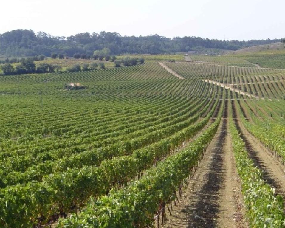 Região da Bairrada chama enoturistas às vindimas.