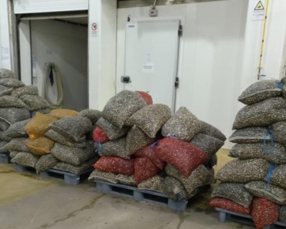 GNR: 2.830 quilos de berbigão apreendidos na Gafanha da Nazaré.