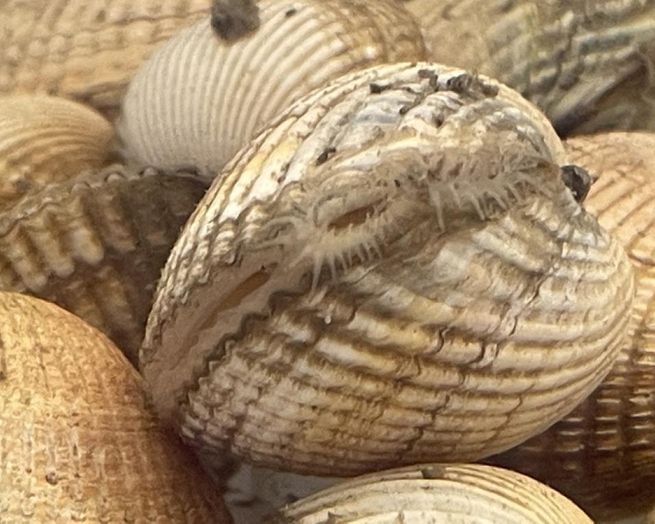 Investigadores da UA participam em estudo sobre cancros transmissíveis entre berbigões.