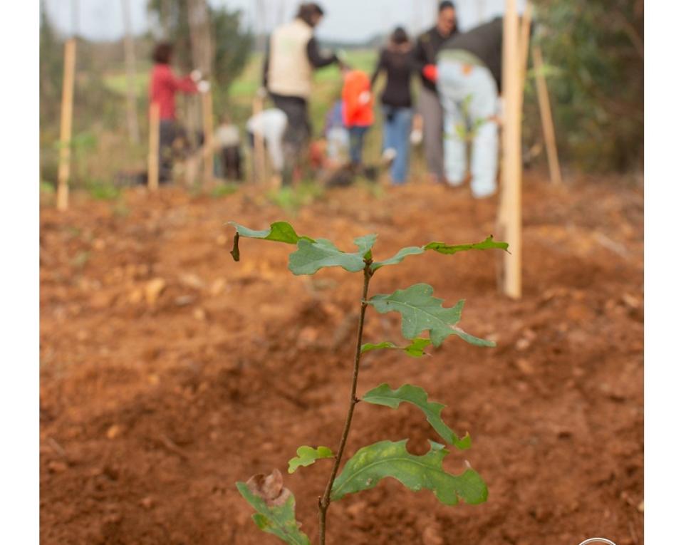 BioLiving promove plantação em Canelas.