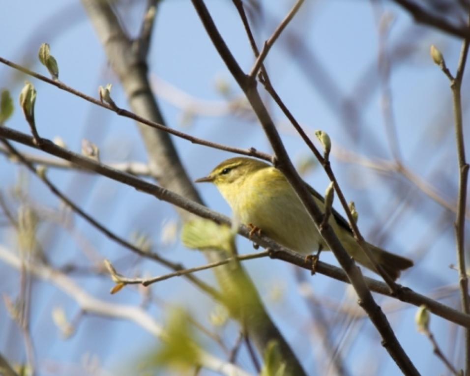 Estarreja recebe em Abril o ObservaRia - Feira Internacional dedicada ao Turismo de Natureza e à Observação de Aves.